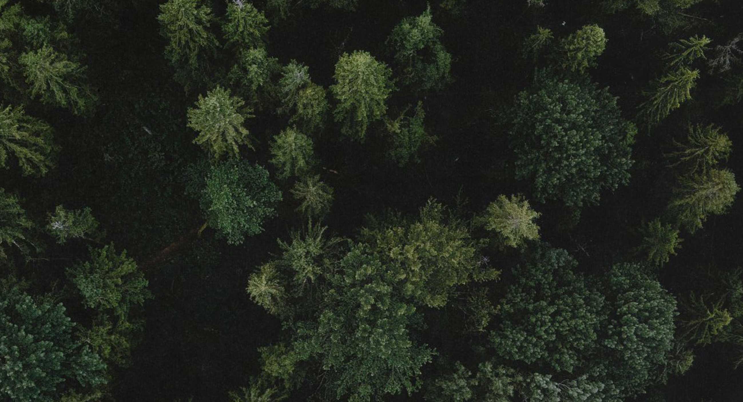 life_centric_organization_thedive_regen_business