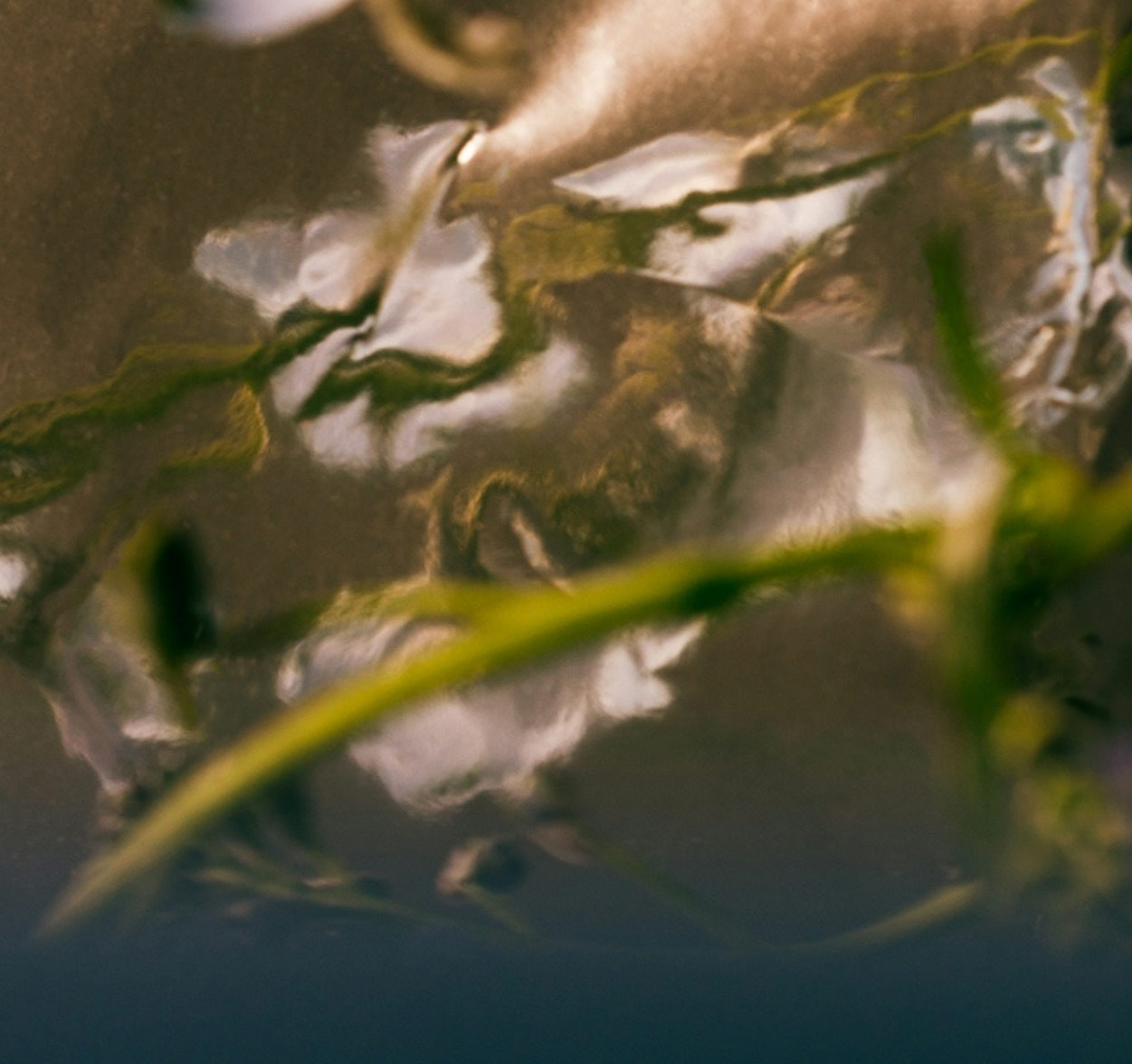 regenerative_business